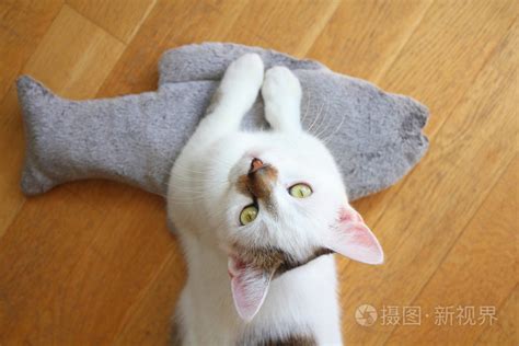 猫来家里生孩子风水|猫进家门到底吉不吉利